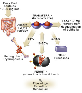 pernicious anemia